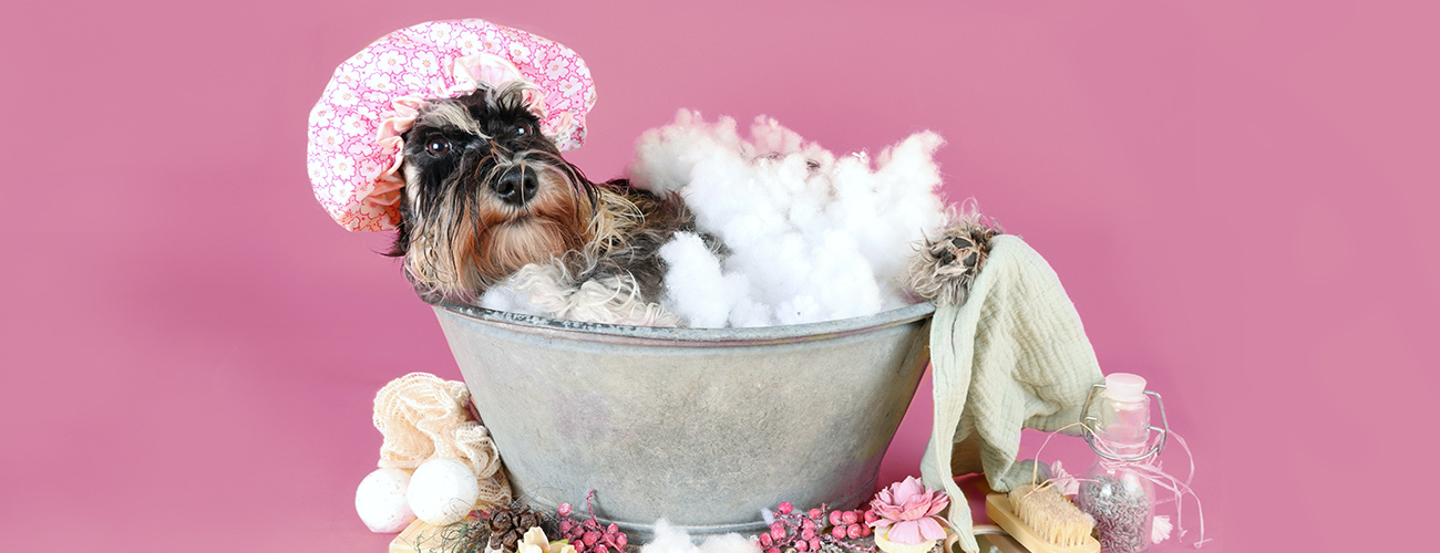 Dog Beauty Cube