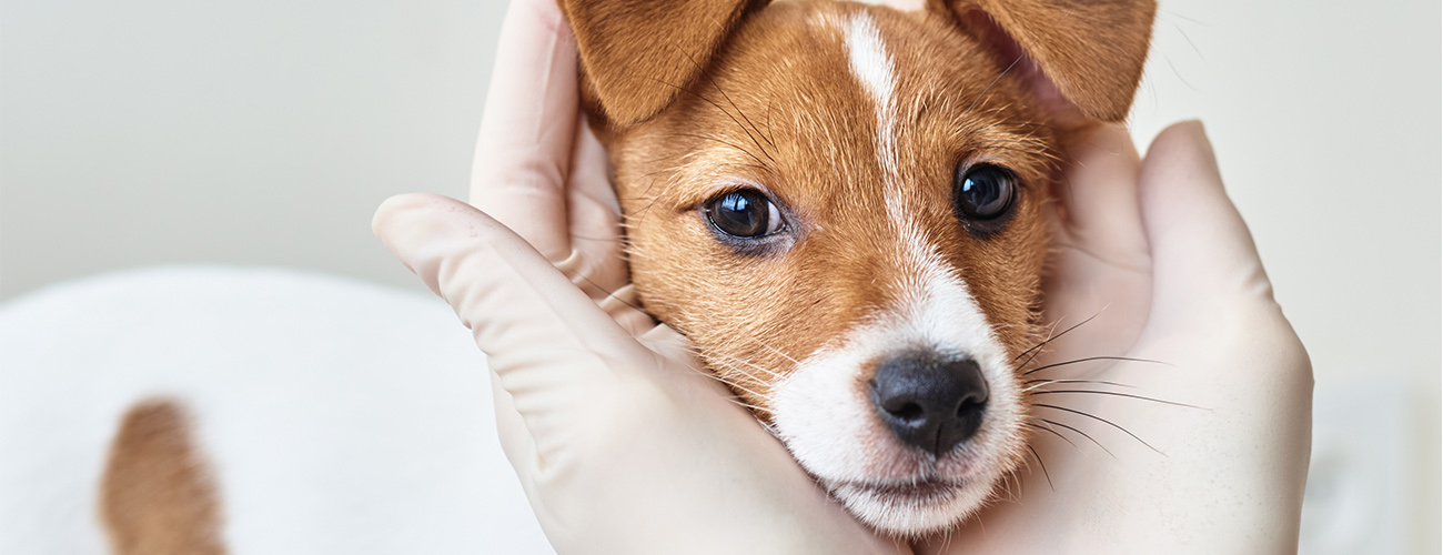 Intimate masterclass by Cosmoprof presenta: Pet First: cura, igiene e salute senza compromessi