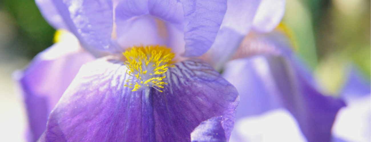 Beauty talk: Iris, alla radice della bellezza