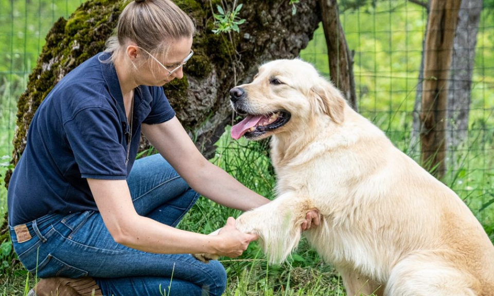 Intimate masterclass by Cosmoprof presenta: Osteopatia per i pet: cura naturale, risultati reali. Il benessere al servizio degli animali