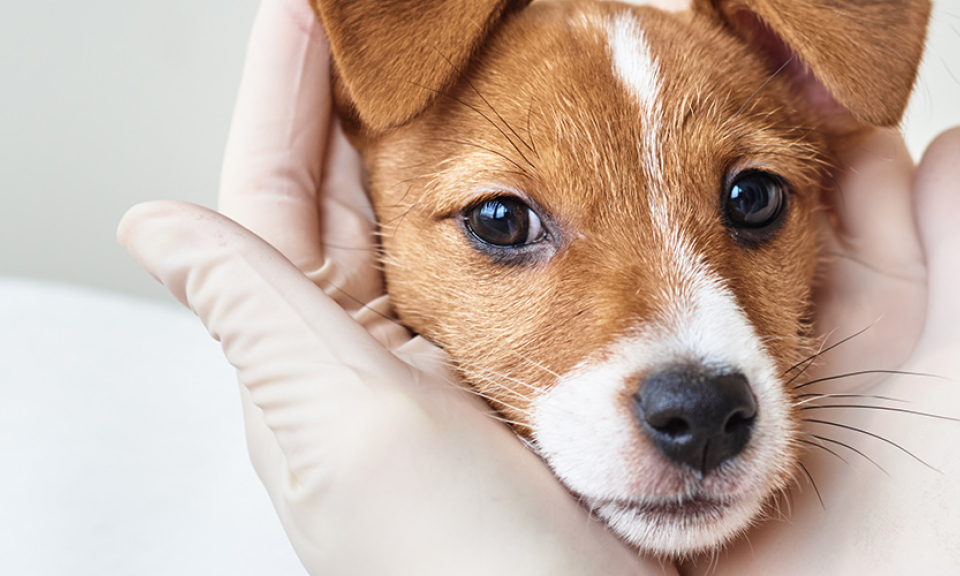 Intimate masterclass by Cosmoprof presenta: Pet First: cura, igiene e salute senza compromessi