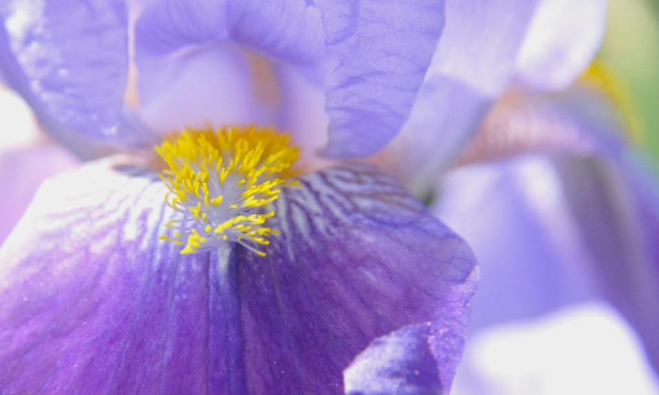 Beauty talk: Iris, alla radice della bellezza