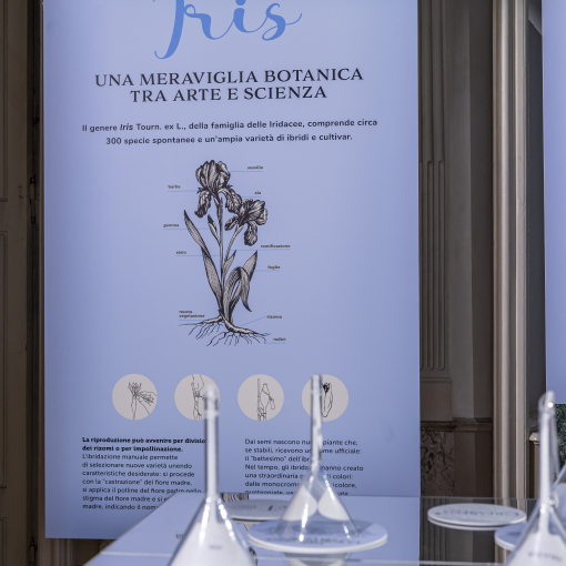 Iris - Alla radice della bellezza